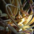 Inachus dans son anemone verte